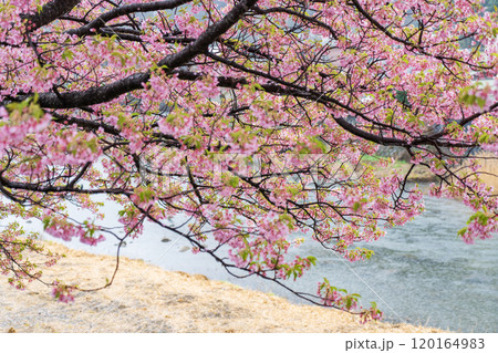河津川に咲く河津桜 河津川に咲く河津桜 120164983