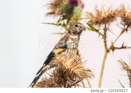 European goldfinch with juvenile plumage, feeding on the seeds of thistles. Carduelis carduelis. European goldfinch with juvenile plumage, feeding on the seeds of thistles. Carduelis carduelis. 120165027