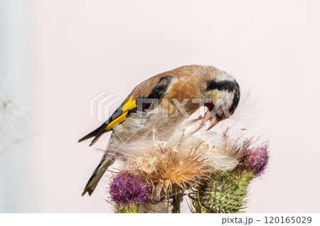 European goldfinch, feeding on the seeds of thistles. Carduelis carduelis. European goldfinch, feeding on the seeds of thistles. Carduelis carduelis. 120165029