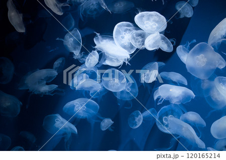 水槽の中をふわふわ漂うクラゲ 水槽の中をふわふわ漂うクラゲ 120165214