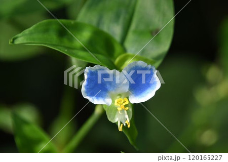 青色の花弁のまわりが白色の姿をメガネにたとえた可愛いメガネツユクサ 青色の花弁のまわりが白色の姿をメガネにたとえた可愛いメガネツユクサ 120165227