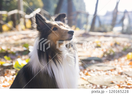 秋の公園で空を見上げる犬　シェルティー 120165228
