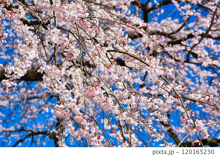 京都御苑　近衛邸跡の糸桜（枝垂桜）（京都府京都市上京区） 120165230