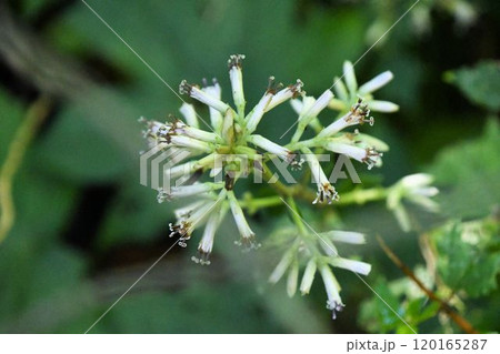 箕面の山で見た花径の先に白色の花が集まった花序が綺麗なモミジガサ 箕面の山で見た花径の先に白色の花が集まった花序が綺麗なモミジガサ 120165287