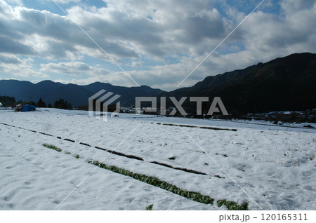 Japanese landscape with snow / 日本の里山の風景~雪化粧した一面の畑 Japanese landscape with snow / 日本の里山の風景~雪化粧した一面の畑 120165311