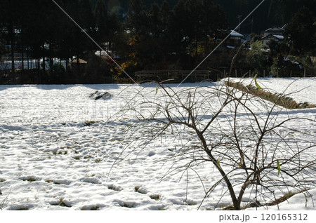 Japanese landscape with snow / 日本の里山の風景~雪化粧した一面の畑 Japanese landscape with snow / 日本の里山の風景~雪化粧した一面の畑 120165312