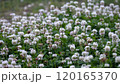 Idyllic white clover field in full bloom, lush green foliage and delicate white flowers symbolizing luck and renewal. Ideal for eco-friendly landscaping, pollinator habitats, and tranquil backgrounds. 120165370
