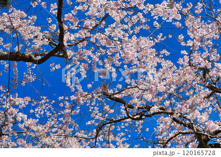京都御苑　近衛邸跡の糸桜（枝垂桜）（京都府京都市上京区） 120165728