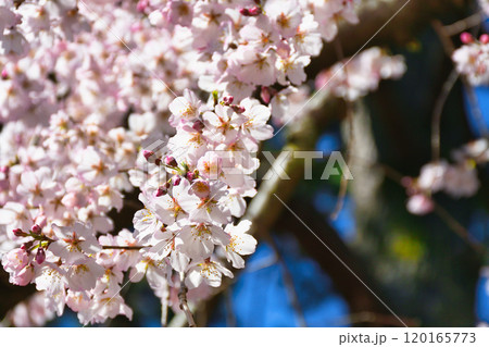 京都御苑 近衛邸跡の糸桜(枝垂桜)(京都府京都市上京区) 京都御苑 近衛邸跡の糸桜(枝垂桜)(京都府京都市上京区) 120165773