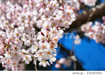 京都御苑 近衛邸跡の糸桜(枝垂桜)(京都府京都市上京区) 京都御苑 近衛邸跡の糸桜(枝垂桜)(京都府京都市上京区) 120165801
