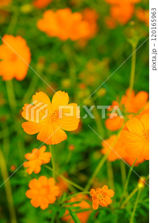 鮮やかなオレンジ色のキバナコスモス 120165963
