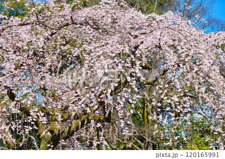 京都御苑 近衛邸跡の糸桜(枝垂桜)(京都府京都市上京区) 京都御苑 近衛邸跡の糸桜(枝垂桜)(京都府京都市上京区) 120165991
