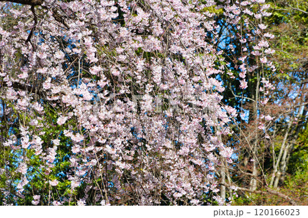 京都御苑　近衛邸跡の糸桜（枝垂桜）（京都府京都市上京区） 120166023
