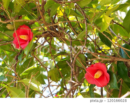川辺に咲いた二輪のヤブツバキ(赤い藪椿の花) 川辺に咲いた二輪のヤブツバキ(赤い藪椿の花) 120166028