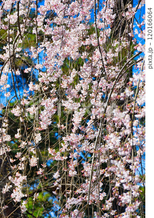 京都御苑 近衛邸跡の糸桜(枝垂桜)(京都府京都市上京区) 京都御苑 近衛邸跡の糸桜(枝垂桜)(京都府京都市上京区) 120166064