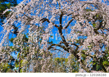 京都御苑　近衛邸跡の糸桜（枝垂桜）（京都府京都市上京区） 120166160