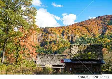 白川奉 紅葉 白川奉 紅葉 120166375