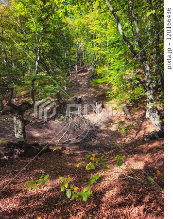 Trekking to the Demerdzhi Natural Park, beech woods. Trekking to the Demerdzhi Natural Park, beech woods. 120166436