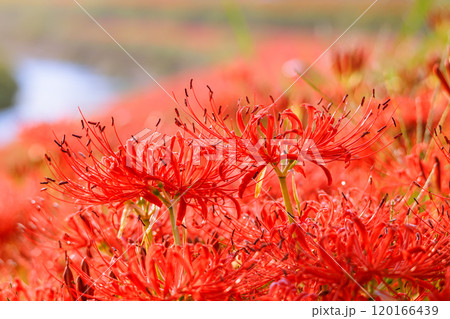 彼岸花咲く秋風景　愛知県半田市 120166439
