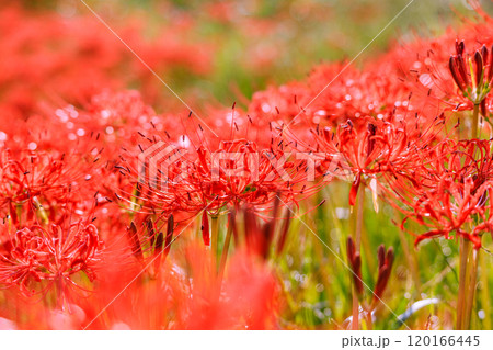 彼岸花咲く秋風景 愛知県半田市 彼岸花咲く秋風景 愛知県半田市 120166445