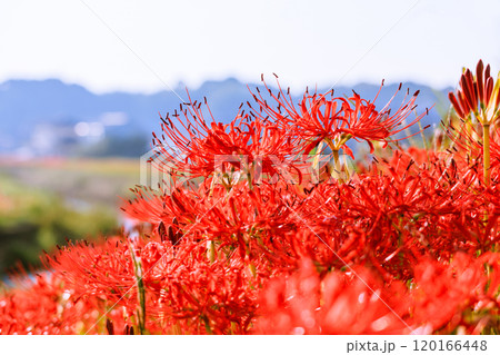 彼岸花咲く秋風景 愛知県半田市 彼岸花咲く秋風景 愛知県半田市 120166448