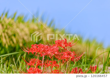 彼岸花咲く秋風景 愛知県半田市 彼岸花咲く秋風景 愛知県半田市 120166457