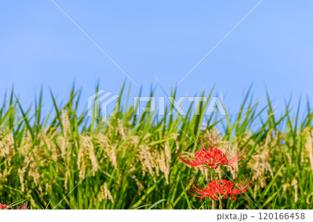 彼岸花咲く秋風景 愛知県半田市 彼岸花咲く秋風景 愛知県半田市 120166458