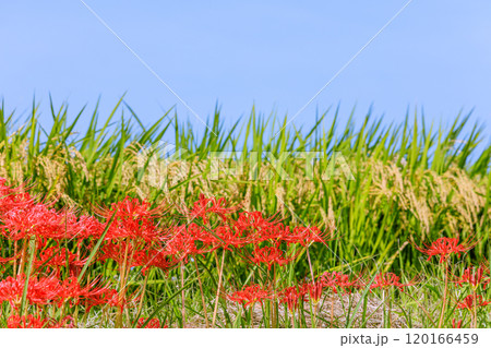 彼岸花咲く秋風景 愛知県半田市 彼岸花咲く秋風景 愛知県半田市 120166459