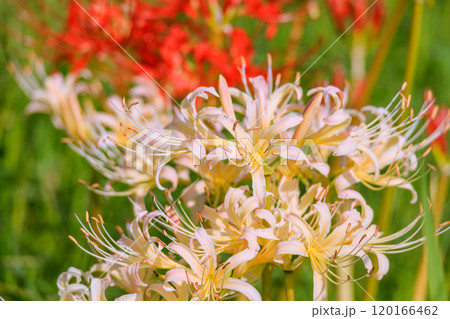 紅白の彼岸花咲く秋風景 愛知県半田市 紅白の彼岸花咲く秋風景 愛知県半田市 120166462
