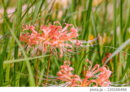ピンクの彼岸花咲く秋風景　愛知県半田市 120166466