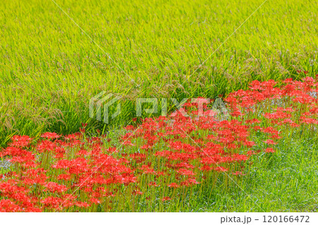 彼岸花咲く秋風景 愛知県半田市 彼岸花咲く秋風景 愛知県半田市 120166472