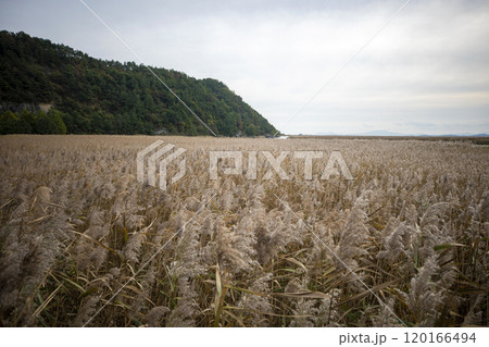 This is the beautiful view of Suncheon Bay Wetland, a beautiful tourist attraction in South Korea. 120166494