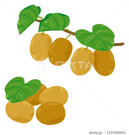 枝付きのゴールデンキウイセット 120166602