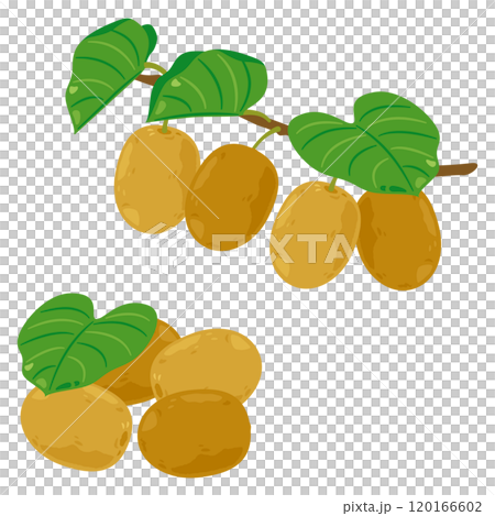 枝付きのゴールデンキウイセット 120166602