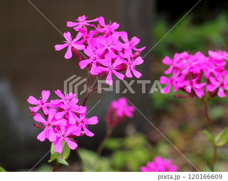 赤紫色のムシトリナデシコの花（鏡川の橋上の花壇） 120166609