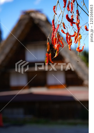 白川郷　紅葉 120166663