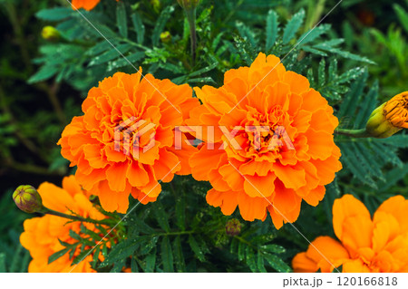 オレンジ色のマリーゴールドの花をクローズアップで撮影した写真 120166818