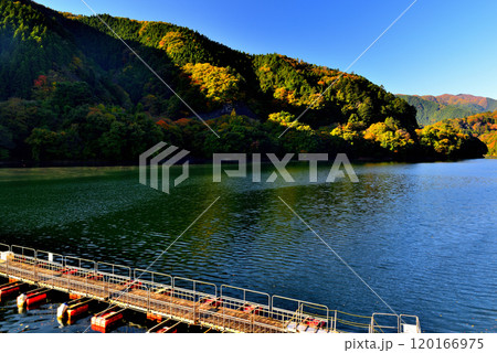 紅葉の奥多摩湖 麦山浮橋 ドラム缶橋の風景 120166975
