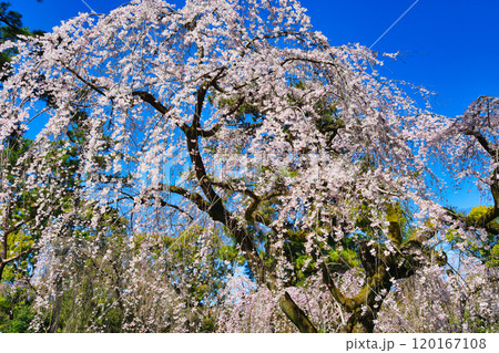 京都御苑　近衛邸跡の糸桜（枝垂桜）（京都府京都市上京区） 120167108