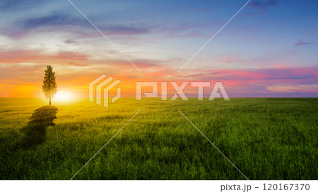One tree on meadow fields with beautiful sunset scene view 120167370