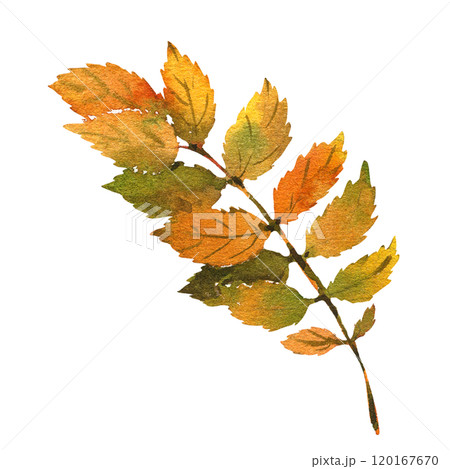 Watercolor illustration with branch, leaves and berries. Winter and autumn forest plant. Hand painted watercolor clipart for greeting card, wrapping, wedding invitation 120167670
