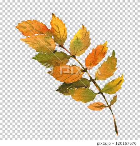 Watercolor illustration with branch, leaves and berries. Winter and autumn forest plant. Hand painted watercolor clipart for greeting card, wrapping, wedding invitation 120167670