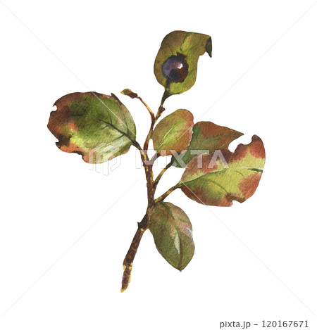 Watercolor illustration with branch, leaves and berries. Winter and autumn forest plant. Hand painted watercolor clipart for greeting card, wrapping, wedding invitation 120167671