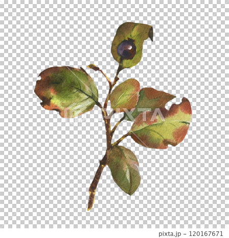 Watercolor illustration with branch, leaves and berries. Winter and autumn forest plant. Hand painted watercolor clipart for greeting card, wrapping, wedding invitation 120167671