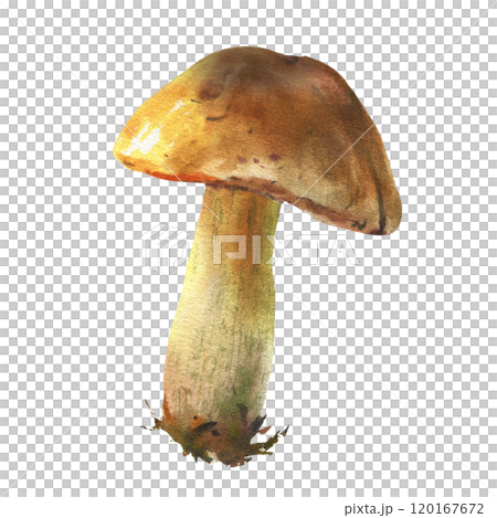 Boletus mushroom watercolor, big white mushroom, spongy mushroom, vegetarian gourmet cuisine, illustration isolated on white background. 120167672
