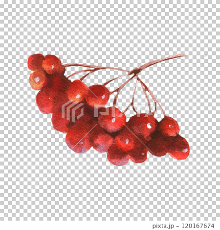 Watercolor illustration of a bunch of red viburnum berries. Hand painted watercolor clipart for greeting card, wrapping, herbal tea, wedding invitation 120167674