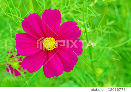 家の周りの草花 四季の色々 秋の爽やかな風に誘われてコスモス畑に美しく可憐な真紅の花が咲ました 家の周りの草花 四季の色々 秋の爽やかな風に誘われてコスモス畑に美しく可憐な真紅の花が咲ました 120167734