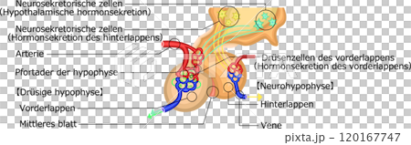 Pituitary gland hormone illustration German Pituitary gland hormone illustration German 120167747