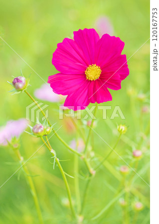 家の周りの草花 四季の色々 秋の爽やかな風に誘われてコスモス畑に美しく可憐な真紅の花が咲ました 家の周りの草花 四季の色々 秋の爽やかな風に誘われてコスモス畑に美しく可憐な真紅の花が咲ました 120167753