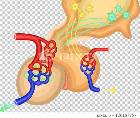 Pituitary gland hormone illustration Pituitary gland hormone illustration 120167757